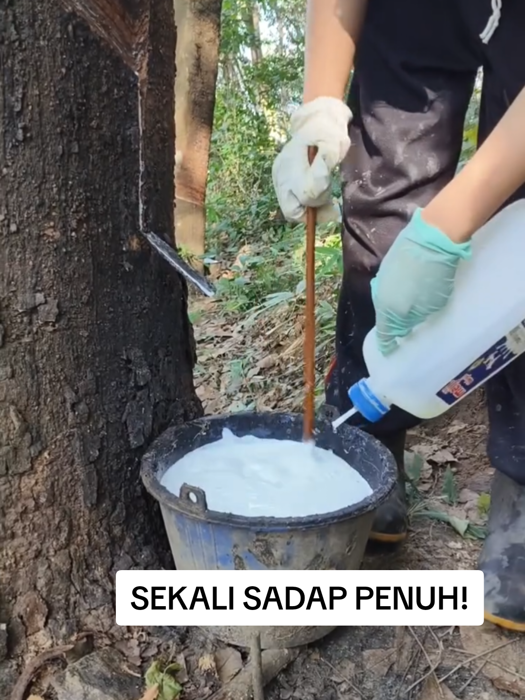 Pohon karet super! #petanikaret #pohonkaret #getahkaret #ยางพารา #ต้นยาง 