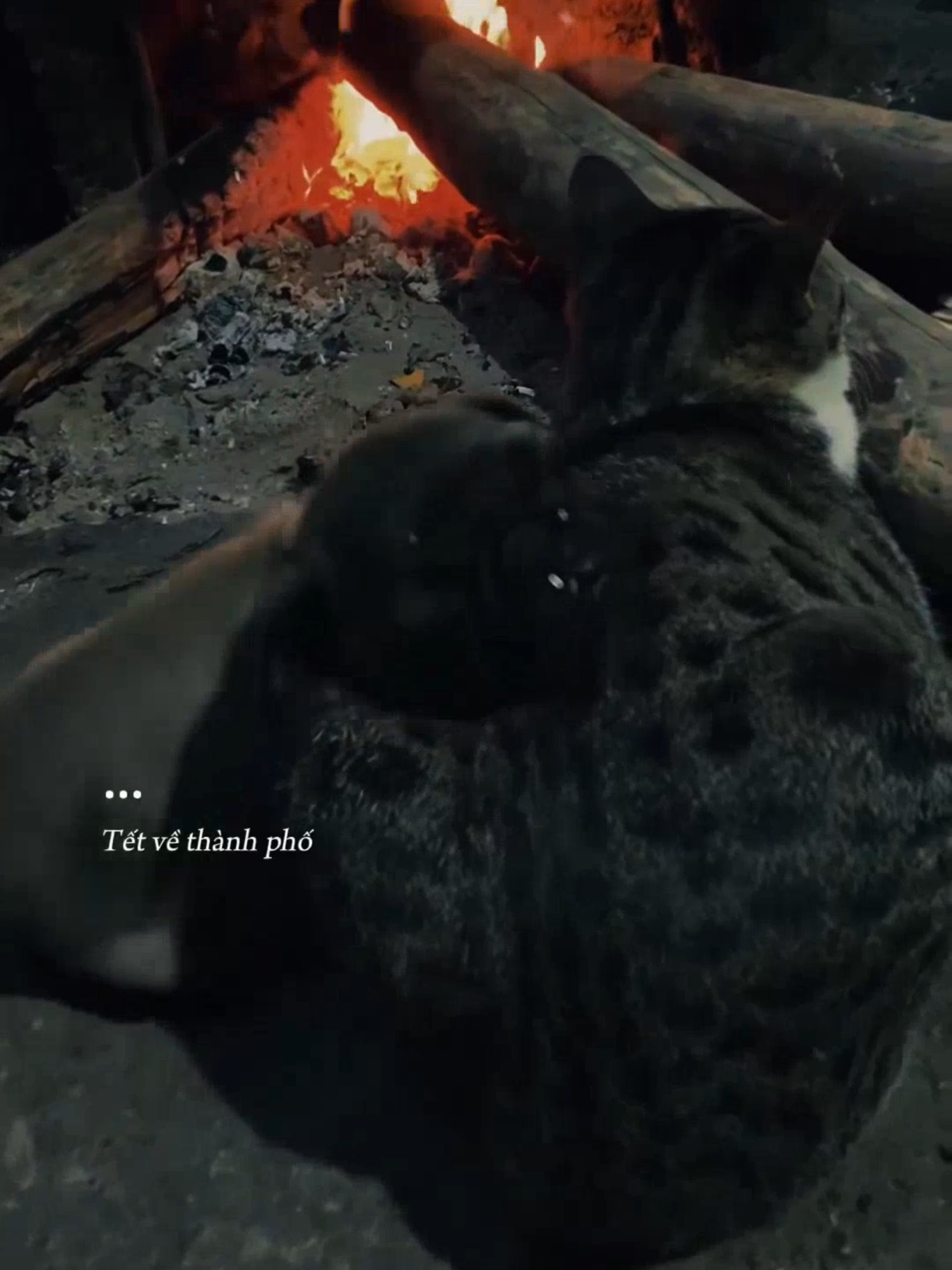 Mọi người đã mua vé xe hết chưa ..! Còn 68 ngày nữa đến Tết 2026..! #tet2026caitetdoanvien #nhacxuan #nhachaymoingay #tet #xuhuongtiktok2025