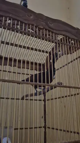 kalau gak panjang gak serem wkwk #masteranburung #kicaumania #muraibatuindonesia #burungmasteran #kicaumaniaindonesia 