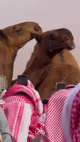 فرديات احمد قعيد#الصياهد #viral #احمد_قعيد_الشلاحي #explore #نحارت 