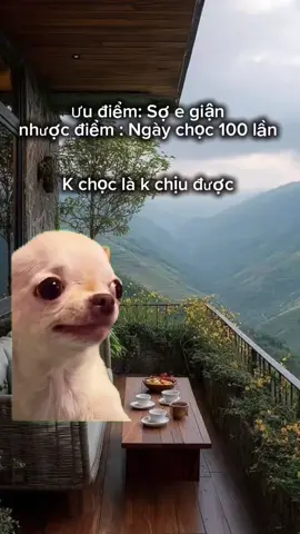 #vuinhon #haihuoc #meo #mememeo #dethuong