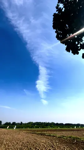 🙂💔#flowers #trending #foryou #viral #foryoupage 