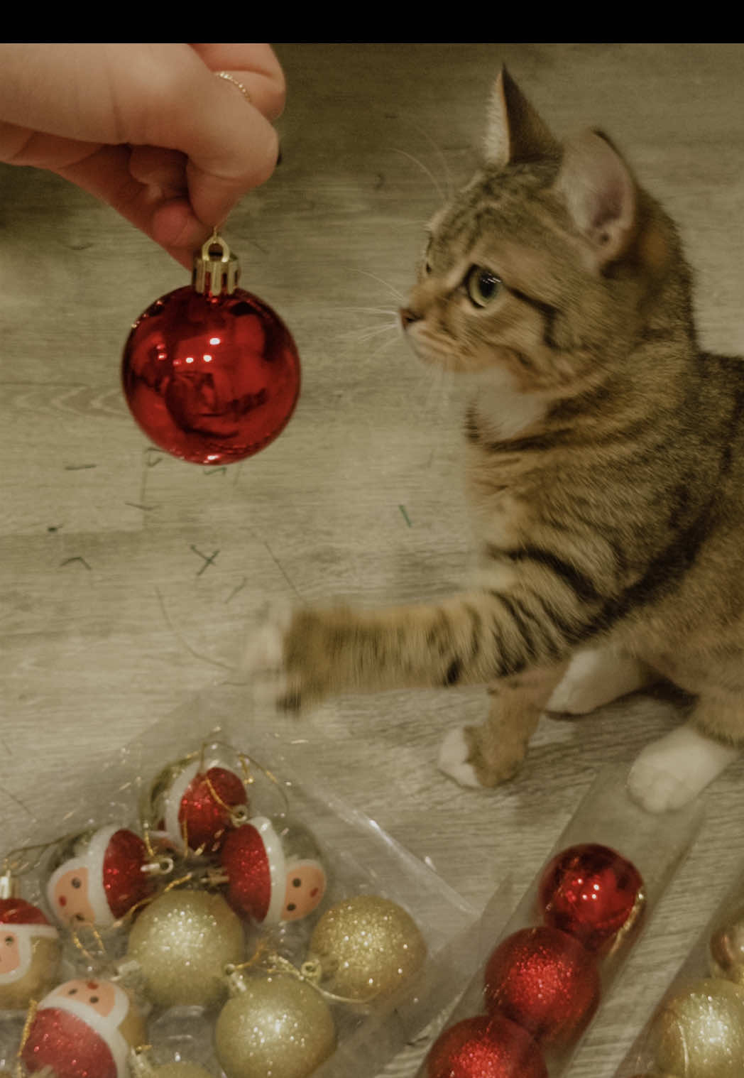 Ожидание: уютно наряжаем ёлку с дочкой Реальность: цирк уехал, кот остался 🎪 🐈‍⬛  #котикиприколы #котики #смешныеживотные #новыйгод 