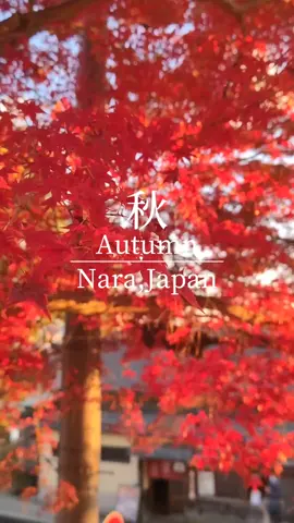 奈良市内│Nara,Japan 奈良公園から東大寺二月堂周辺。 冬間近の紅葉。 撮影:2025.12 #奈良 #奈良公園 #風景 #紅葉 #nara 