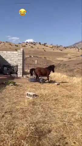 #ماشاءالله_تبارك_الله_اذكروا_الله #الشعب_الصيني_ماله_حل😂😂 #ئەسپ_سوارەکانی_کوردستان #ئەسپ_سوارەکان 