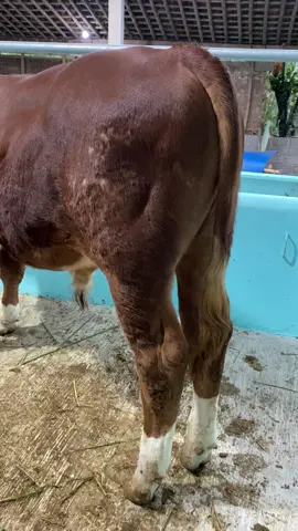 Simental merah marun#peternak #sapijumbo #peternakmuda #sapi #prasetyaa😎 