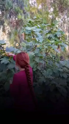 شجابوا جوى شجره لوما دلينو 📨🌧#شعراء_وذواقين_الشعر_الشعبي🎸 #شعر_عراقي #تصميم_فيديوهات🎶🎤🎬 #اكسبلورexplore #شعر @صفوان الگهاوي 