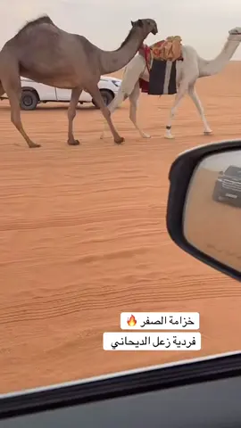 #خزامه #زعل_الديحاني #الصياهد #الصفر 