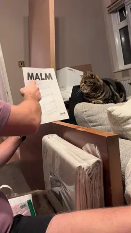 Stanley the IKEA talking cat #cat #catlanguage #ikea #malm #translation 