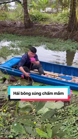 Hái bông súng nhún lẩu mắm #kingbaby #kemdanhrang #sale1212 #tiktokshop #sale