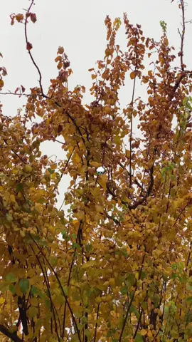 Bara nak be dang lekr🤎🌧️🥹… #fypシ #viral #tiktok #foryou #selwa🦋 