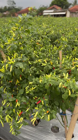 Menyala menyalaa🔥🔥 #rawitori #lombok #petanicabe #fyp