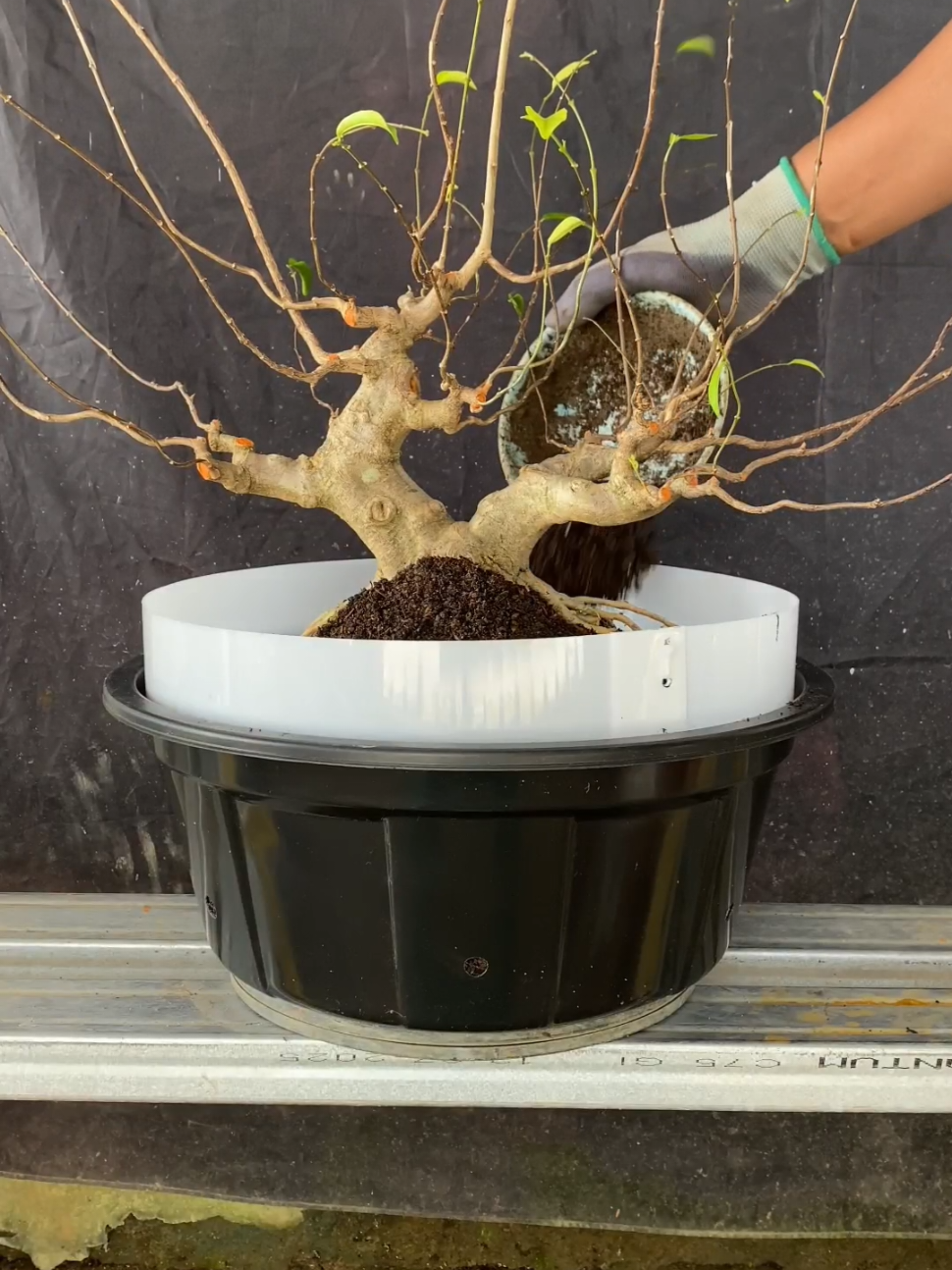 Proses ganti media Bonsai Anting Putri..  #bonsai #bonsaiantingputri #bonsaiantingputrinusantara #bonsaiantingputriindonesia 