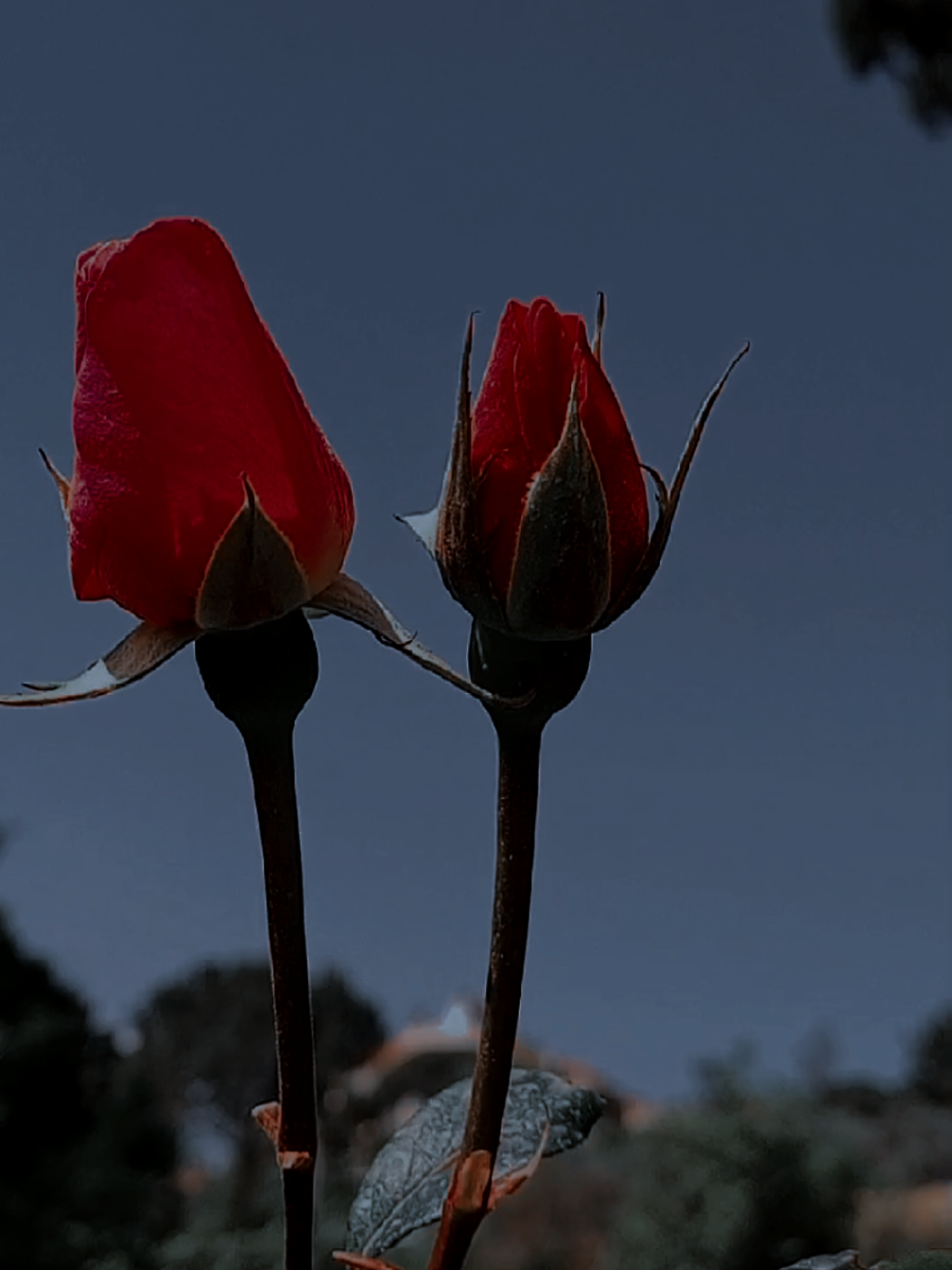 #CapCut #قرب_ليي ضلك حدي  #منشن #Love #lavendr81 