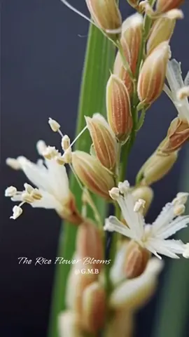 Chúng ta ăn mỗi ngày, lần đâu tiên thấy… “Bông Lúa Nở”? Đây không phải một bông hoa lộng lẫy, mà là sự bung tỏa tinh tế của bao phấn, rắc những hạt phấn để thụ phấn - khởi nguồn của mọi hạt gạo, bát cơm. Một vòng đời được thu nhỏ trong 15 giây. 🌾✨ Từng hạt phấn li ti rơi xuống, mang theo sự sống cho cả mùa vụ. Cảm giác của bạn khi lần đầu chứng kiến là gì?  #bongluano #Riceflowering #hoanotuanhanh #mualuachin #flowers 