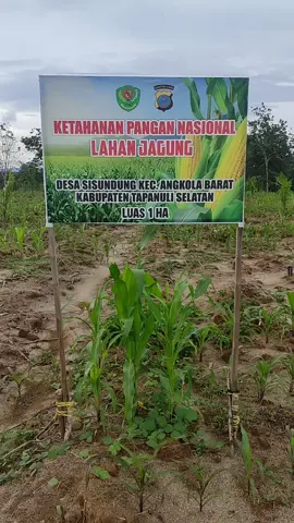 menebang hutan dengan alibi menanam jagung untuk ketahanan pangan nyatanya ada sawit di samping jagung tersebut dan jagung itu tidak terawat dan di tumbuhi rumput di sekitarnya. #selamatkanhutan #hapesong 