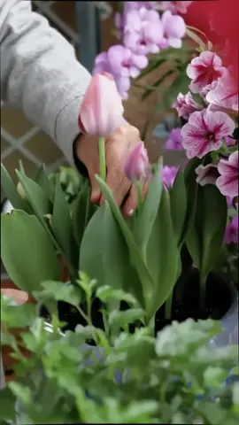 Trồng tulip tặng người thương nào 