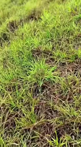 #kampung halaman #fyppp 