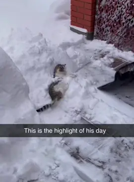 Cat in the snow #cat #funnyvideo #fyp #funnycat #catoftiktok #happy 