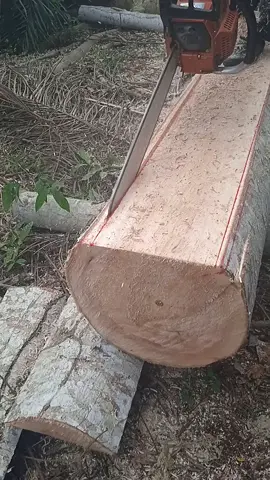 #sensower asli pekalongan#woodworking #LIVEIncentiveProgram #LIVEFEST2025 #MakeLIVECount 