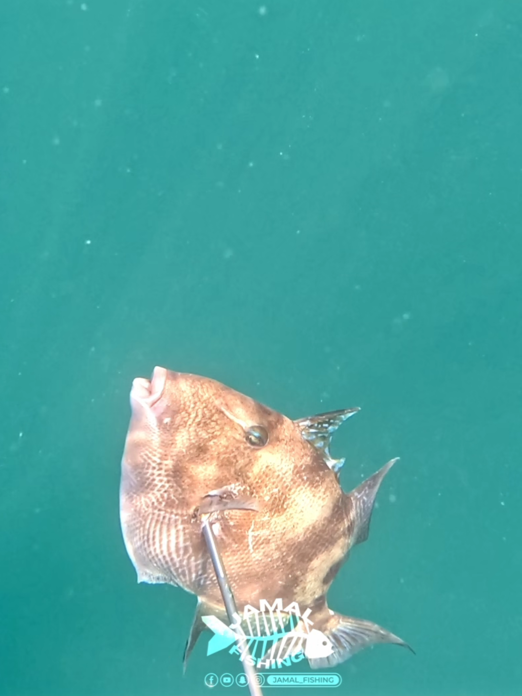 صيد سمك الدئب او الزناد فمنطقتو ف 17 متر من الادرينالين الخالص 🔥🤙Hunting Triggerfish in Their Territory.  17m of Pure Adrenaline! #fyyyyyyyyyyyyyyvy #fyp #viralvideos #fishing #spearfishing 