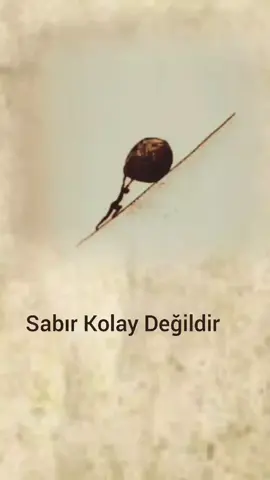 Allah Sabredenlerle Beraberdir...🍂