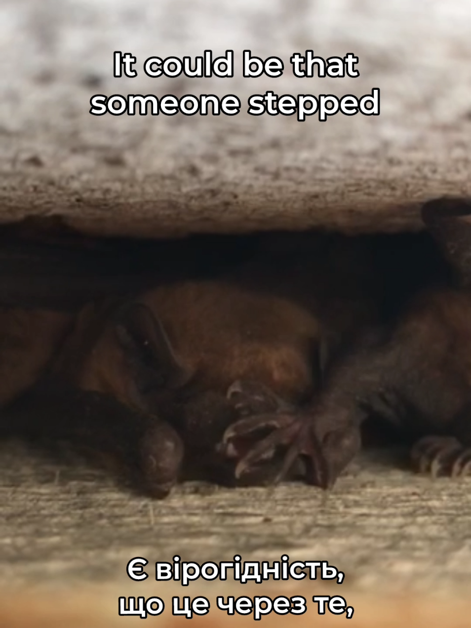 🤭🦇 #bat #bats #batsukraine #animals #кажани 