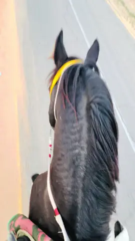 #الزاويه_العنقاء_ليبيا🇱🇾🔥✌🏻اكسبلور #اللهم_صلي_على_نبينا_محمد #فرسان_ليبيا 