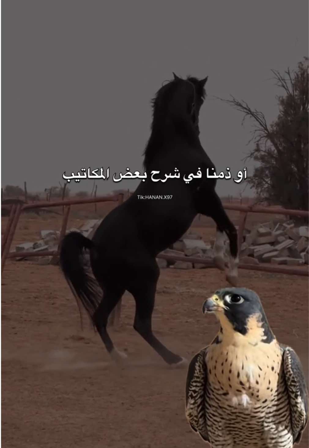 معروف من حنا وهذا كفانا #explore #fyp #مالي_خلق_احط_هاشتاقات #شيلات #خيل 