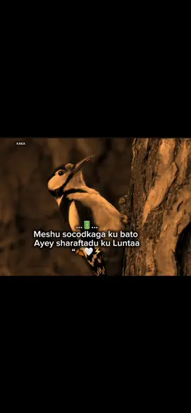 Ayey sharaftadu ku Lunta”🤍🍂🔋 #fypシ゚viral #somalitiktok #viewsproblem #viraltiktok 