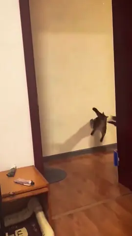 Cats really love parkour #catsoftiktok #cat #fyp #catlover 