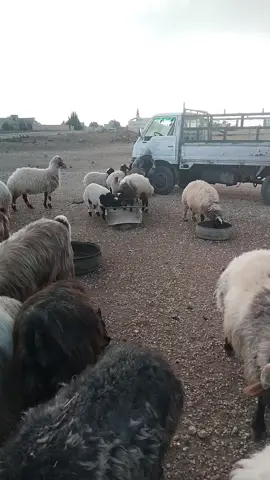 حلالي عن حاجة الخلق يغنيني#foryoupage #fyp #الباديه_الشماليه_الشرقيه #رماح_ديرتي #اللهم اني راضي بما قسمت لي