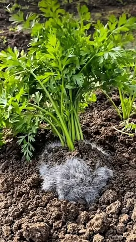 Who has this variety of carrot in their garden? 😅#bunny #iloveyou