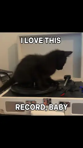 WHAT’S GOING ON ON THE FLOOR? 🙀🙀🙀 #catlover #cat #cattok #catsoftiktok #catcore 