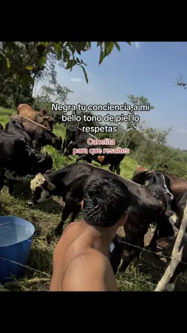 Morenos mija #parati #contenido #ganaderia #morenos #fy 