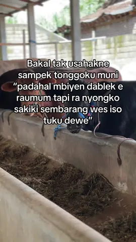 #peternaksapiindonesia #perternakmuda #sobatngaret #kediri24jam #fypシ゚ 