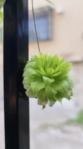 Những bông hoa ông lão xinh đẹp 