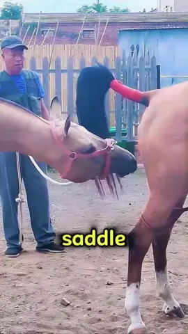 Blossoming Grace: A Girl’s First Ride Toward Confidence #LearningToRide #GirlAndHorse #FirstSaddleSteps #GrowingConfidence #RidingJourney #EquestrianBeauty #HorsebackBeginnings #GraceInTheSaddle #CuteRiderMoments #HorseLovers