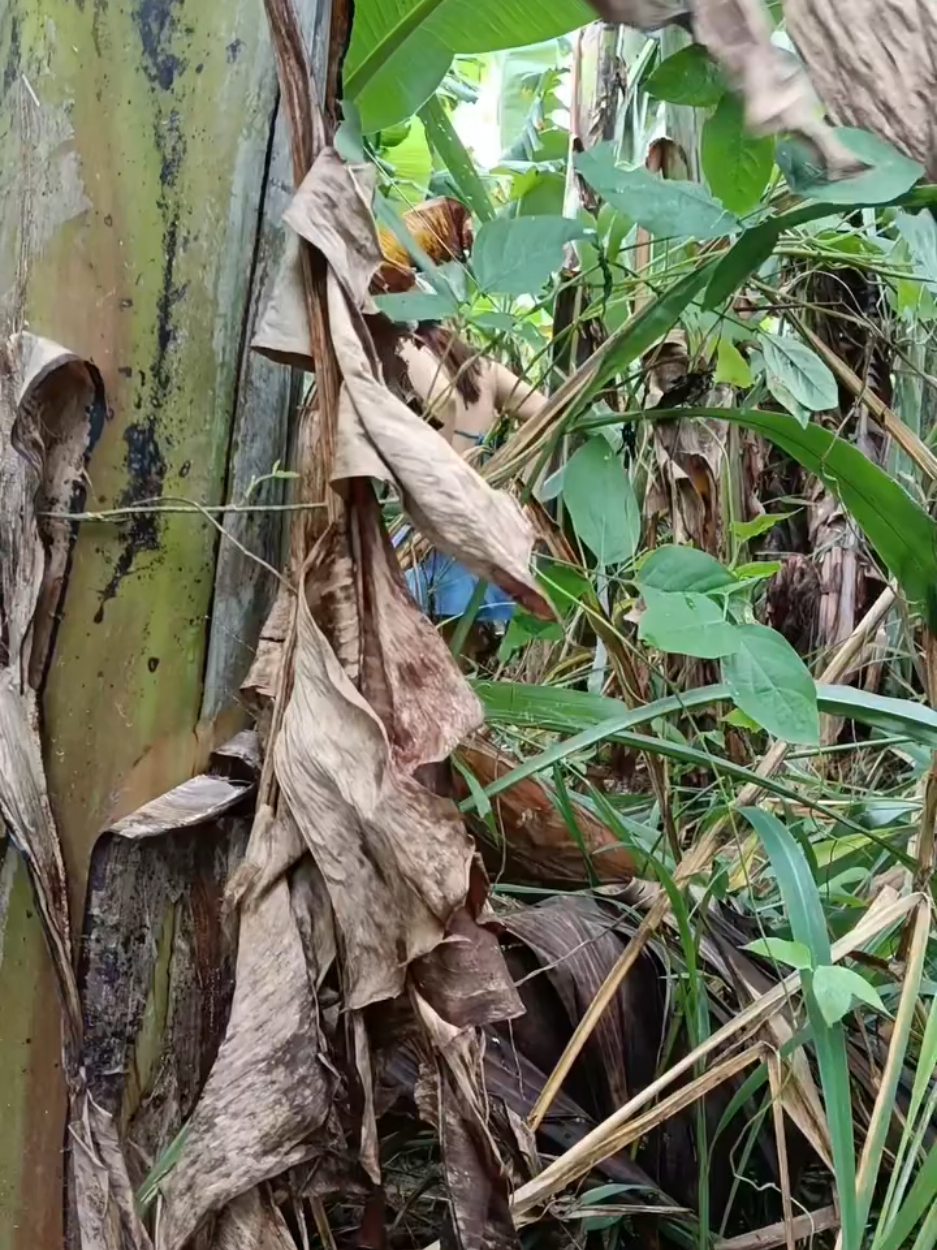 Gió quá gió vậy trời #fyp #xh #vuinhon #troll #prank 