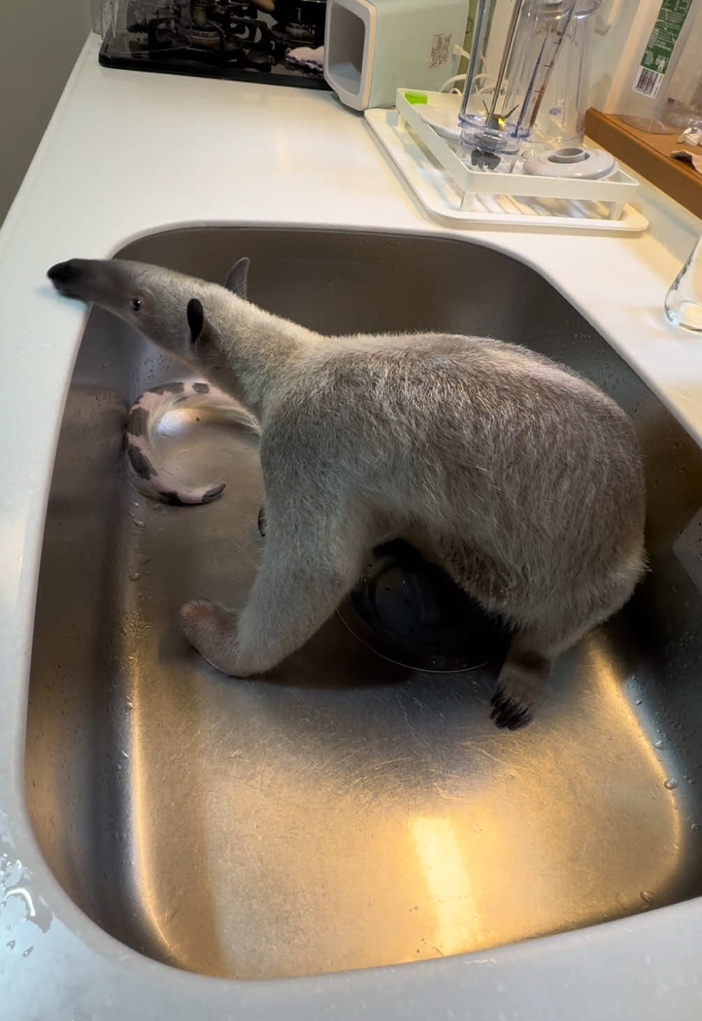 濡れた場所を見つけるとすりすりするアリクイ💓 #アリクイ #エキゾチックアニマル #anteater #exoticpets  par202507