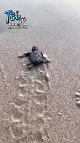 #longervideos #nhachaymoingay #nhachaytiktok #nhactamtrang #xuongrongden 