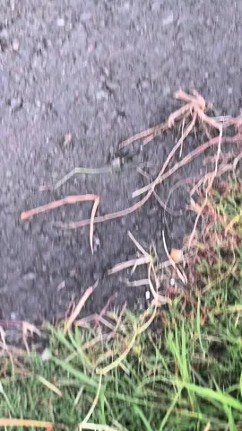 #fizrindonesia #samlong🇹🇭 #fizr_2stroke #fyp #fypシ゚ 