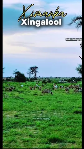 #foryoupage❤️❤️#makhiirstatehanolaato🤍🇧🇸🦁#sanaag🇧🇸makhir🦁#xingalooljano🇧🇸💯 