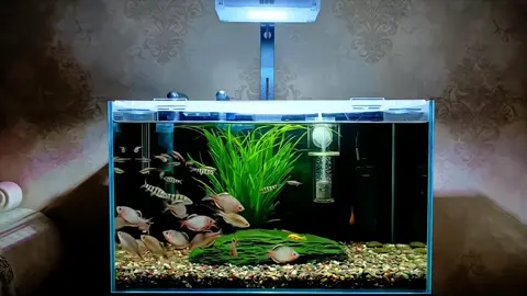 Xanh mướt rồi 🙂 #aquarium #biotopeaquarium #bểcáthủysinh #fish  #xuhuong #thinhhanh #thuysinh 