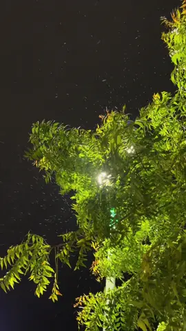 ❤️‍🔥❤️‍🔥#طبرجل #tiktok #اكسبلور #CapCut 