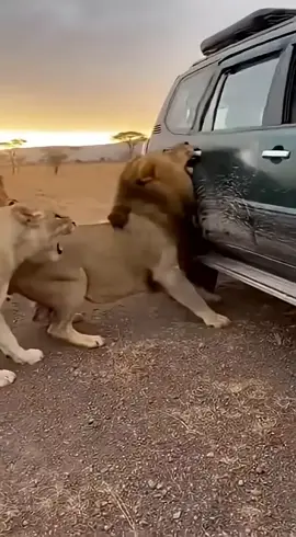 #سبحان_الله_وبحمده_سبحان_الله_العظيم #لايك_متابعه_اكسبلور #اكسبلورexplore #اكسبلور #parati 