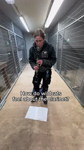 How do wildcats feel about the clarinet? 🧐 Today we got to find out! #wildliferescue #WildcatSanctuary #clarinet #thankyouforyoursupport 