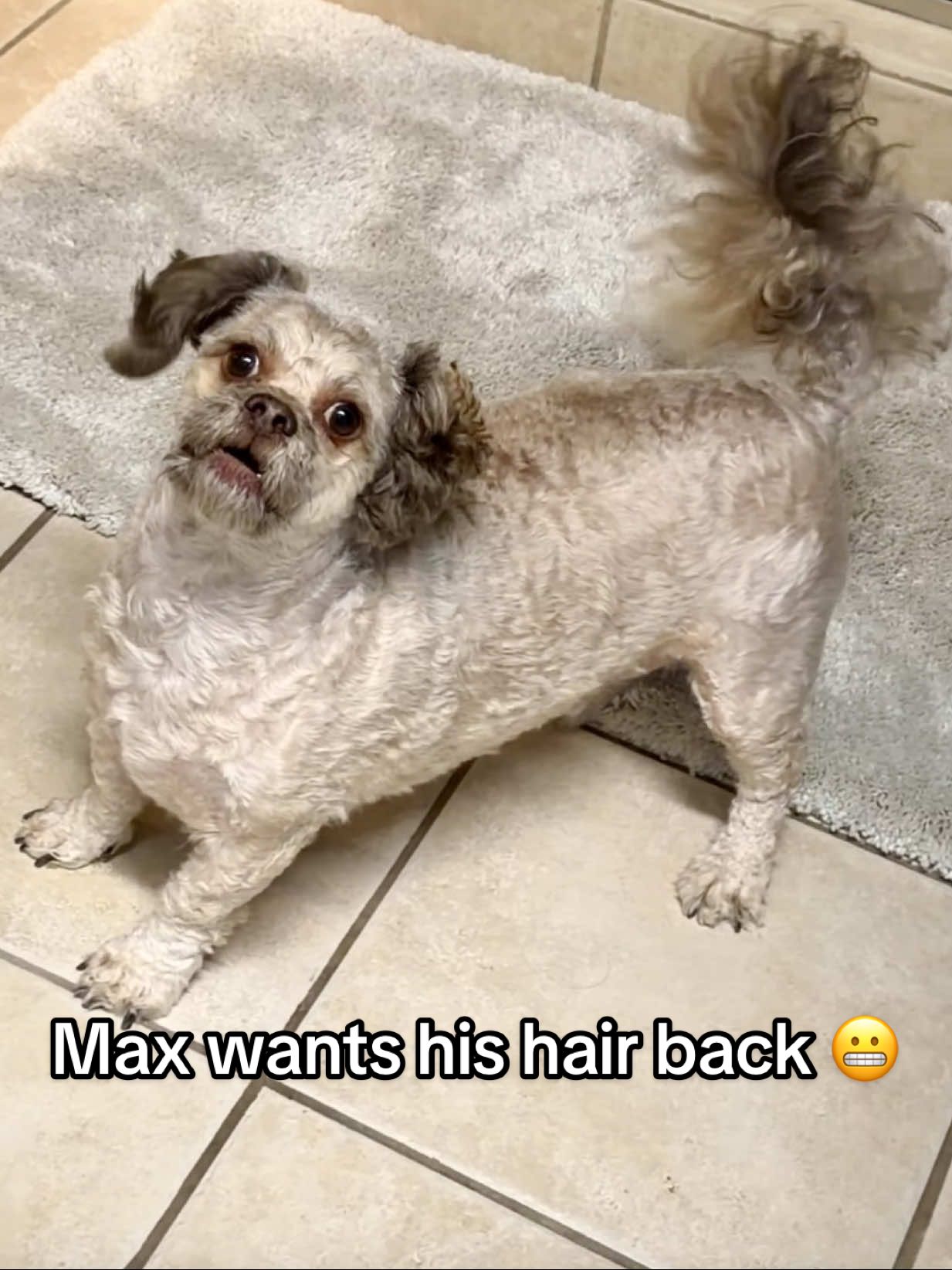 new cryptid unlocked….. and i think its not happy what do i do bruh im a little nervous to sleep ngl 😭😭 #doghaircut #lilmax #maxhawtdawg 