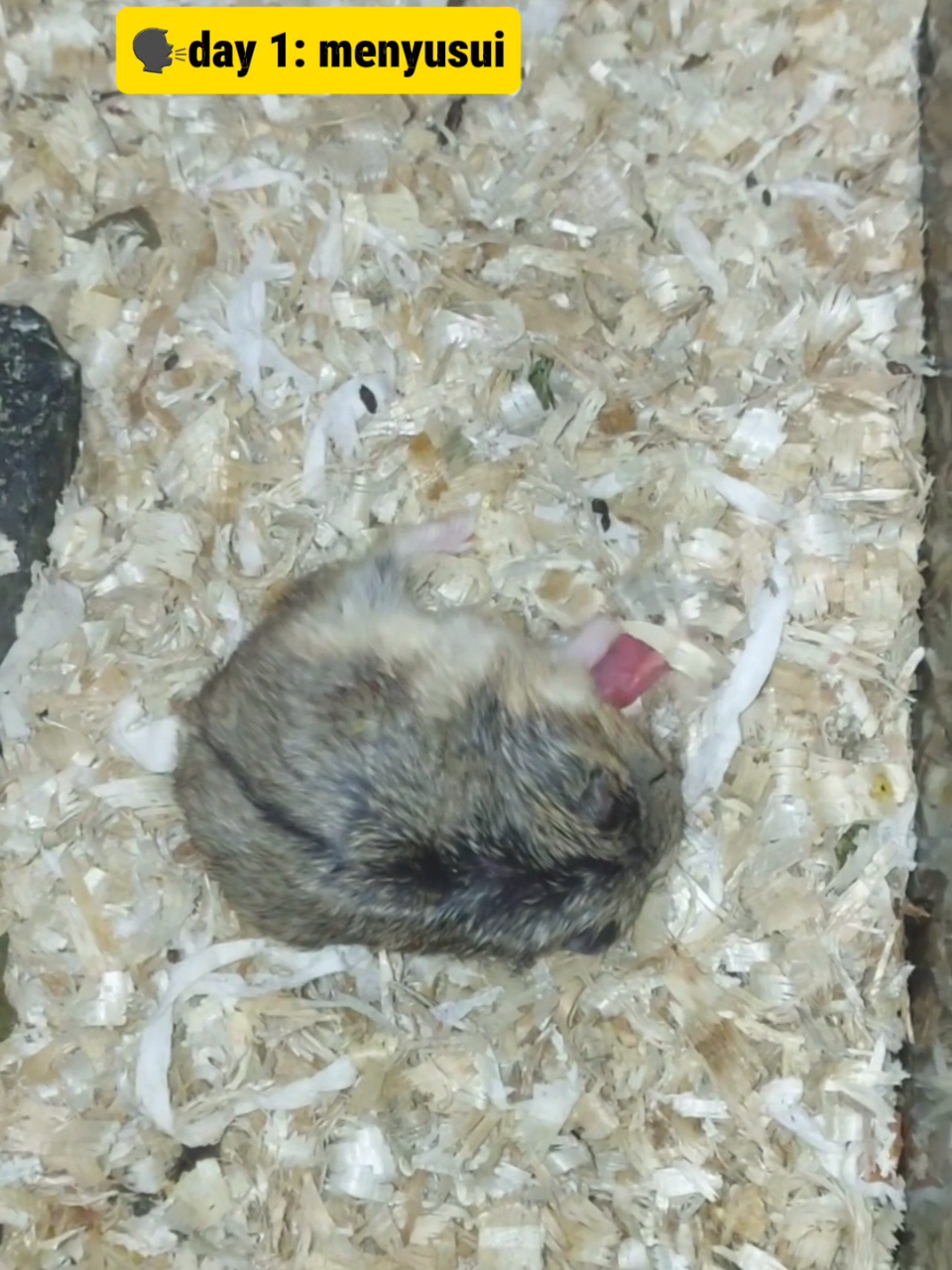 ga sabaran banget 🗿 di bilang libur dulu seminggu juga😭 #fyp #trending #ternakhamster #hamstercampbell #cute 