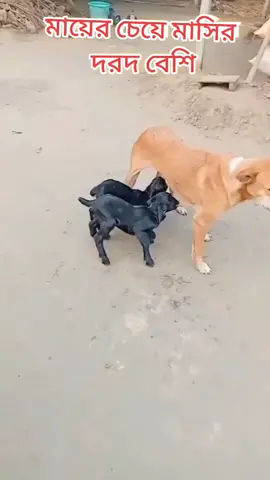 #ময়মনসিংহের #পোলা🇧🇩 